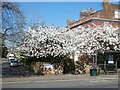 Blossom at end of Lower Summerlands, Exeter