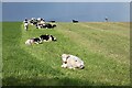 Pasture, Culgaith