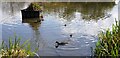 Wildlife Pond in Oakwood Park