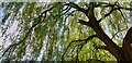 TQ2995 : Weeping Willow in Oakwood Park by Christine Matthews