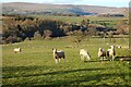 Pasture, Glassonby