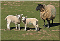 Twin lambs at Dunglass