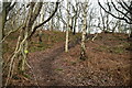 Snidley Moor Wood