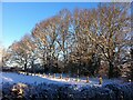 Trees by recreation ground, Blackberry Lane