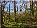TF0820 : Sunlight in the woods by Bob Harvey