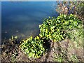 Marsh Marigolds growing beside the River Avon