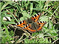 Small Tortoiseshells