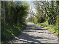 Tree lined Country Road