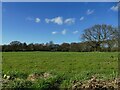 Field at Calverley Carr