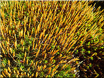 NJ2537 : Hair Moss (Polytrichum) by Anne Burgess