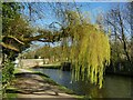 Weeping willow by the Leeds and Liverpool Canal