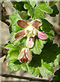 Gooseberry (Ribes uva-crispa)