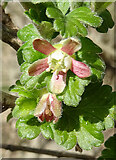 NJ2640 : Gooseberry (Ribes uva-crispa) by Anne Burgess