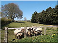 The field by the church, Foxholes