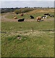 Cattle resting