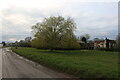 Willow tree on Roe Green