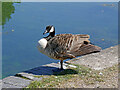 SO9591 : Canada goose at Tipton Junction, Sandwell by Roger  Kidd
