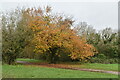 TQ5746 : Autumnal colour, Haysden Country Park by N Chadwick