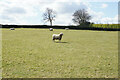 Field of sheep at Northedge