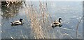 Ducks at Firs Farm Wetlands, Winchmore Hill