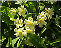 Primroses near Chipton