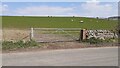 NY5342 : Field gateway on NE side of road opposite Nunnery House by Roger Templeman
