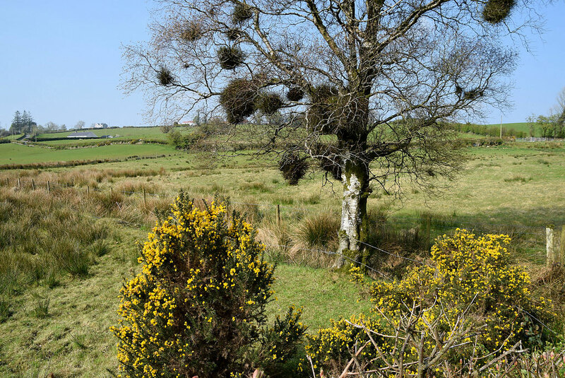 Tree with witches broom, Reaghan © Kenneth Allen :: Geograph Ireland