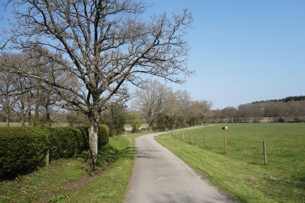 Road on Frith Common © Des Blenkinsopp :: Geograph Britain and Ireland