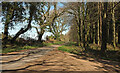SX8283 : Lane from Shuttamoor by Derek Harper