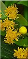 Flower crab spider goes yellow