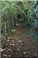 Wooded footpath