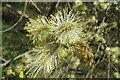 Goat Willow Catkins