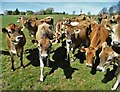 Jersey cows at Stancil Farm