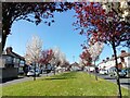 SJ4190 : Spring Blossom at Corwen Crescent by Sue Adair