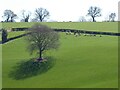 SO6750 : A tree and cattle by Philip Halling