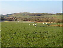SD5988 : Sheep grazing near Hill's Plantation by JThomas