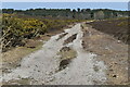 Sandy path on Frensham Common