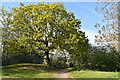 Tree beside the Capital Ring walking route