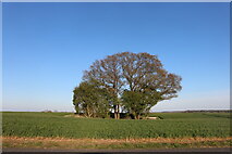 SU5526 : Isolated trees on Lane End Down by David Howard