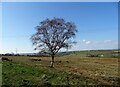 NZ1551 : Lone tree on the heath by Robert Graham