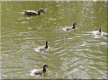 TQ0586 : Ducklings, Denham Country Park by David Hawgood