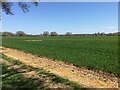 Field south of Chapel Avenue