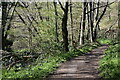 Path beside the River Wey at The Hanger