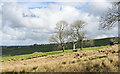 Trees and rushes in field