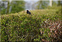 H4760 : Blackbird, Derrybard by Kenneth  Allen