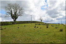 H4760 : Trees along a field, Derrybard by Kenneth  Allen
