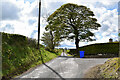 Large tree along Raneese Road