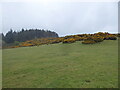 Gorse bank on Gorstybank