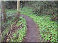 Footpath through the Wood Sorrell in a little woodland