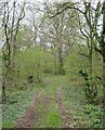 Path through Plodmire Wood